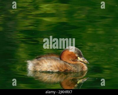 A close up of  little grebe (Tachybaptus ruficollis) in a green colored water Stock Photo