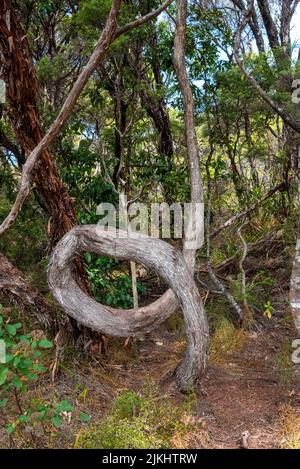 Crooked tree trunk on Great Barrier Island, New Zealand Stock Photo