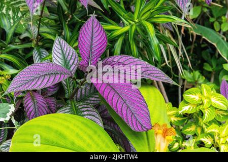 Beautiful flowers at the Domain Wintergardens in Auckland, New Zealand Stock Photo