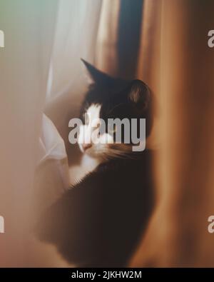 A vertical shot of a black and white cat hiding behind the curtains Stock Photo