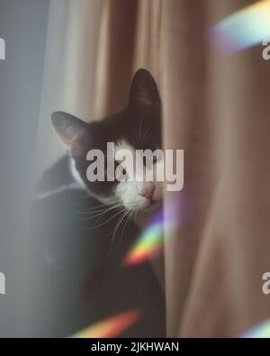 A vertical shot of a cute cat hiding behind the curtains Stock Photo