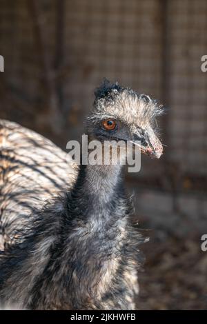 A vertical shot of an emu bird in the zoo Stock Photo