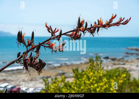 Flowers at the coast of Kaikoura, South Island of New Zealand Stock Photo