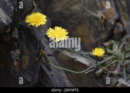 Three Yellow Daisies on Long Horizontal Stems, Growing Out of a Coastal Rock Crevice, Against a Rock Background, on the Isle of Man, UK in June Stock Photo