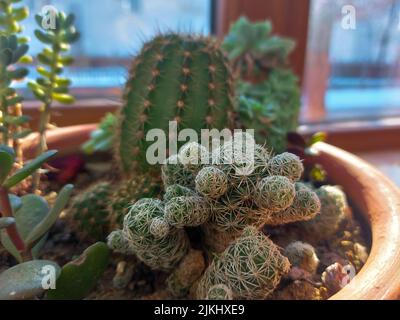 A cactus in a pot by the window under the rays of the sun Stock Photo