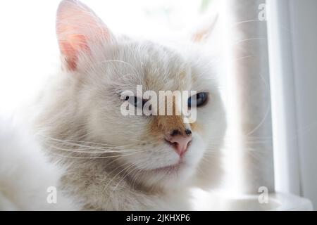 White cat breed Turkish Angora portrait close up Stock Photo
