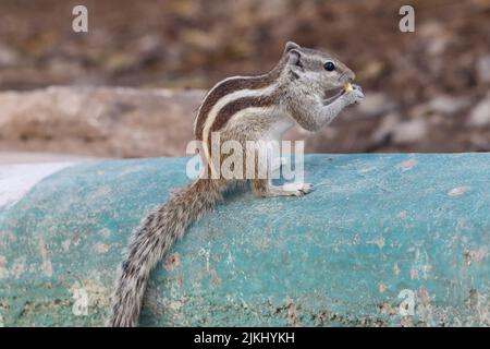 A closeup shot of a chipmunk eating a nut on a blue tube Stock Photo
