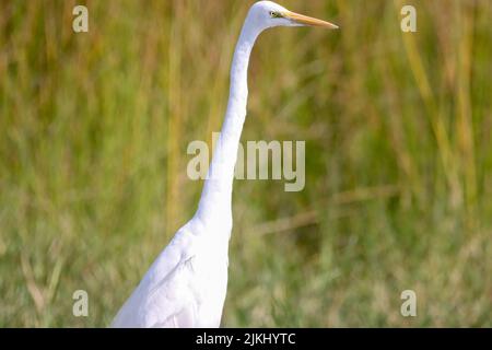 A closeup shot of a white great egret bird in a park Stock Photo