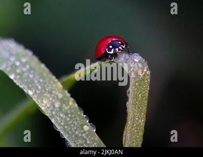 A closeup shot of a ladybug on a wet grass blade Stock Photo