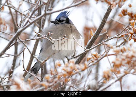 A closeup shot of a Puffed Up Blue Jay on a tree branch Stock Photo