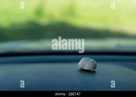 A macro shallow focus shot of a Snail shell on a gray surface and green blurred background Stock Photo