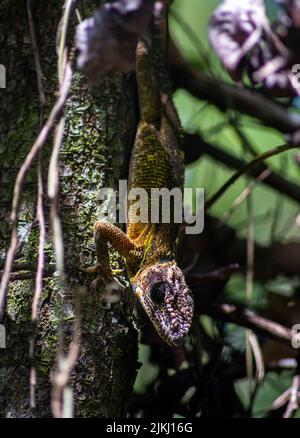 A vertical closeup of a lizard on a tree trunk Stock Photo