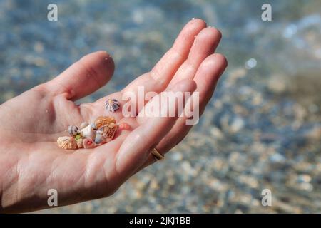 Spain, Balearic islands, Mallorca, municipality of Manacor, Cales de Mallorca, Cala Murada, Female hand with shells collected on the shore Stock Photo