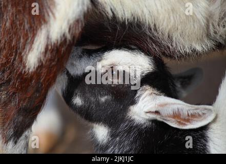 A closeup photo of a goat calf suckling from its mother - motherhood concept Stock Photo