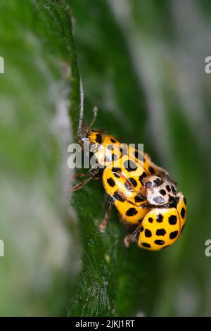22-spot ladybird or orange ladybird (Psyllobora vigintiduopunctata) mating on powdery mildew infested garlic ragwort (Alliara petiolata). Stock Photo