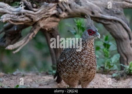 A Kalij Pheasant female bird perching on the ground Stock Photo