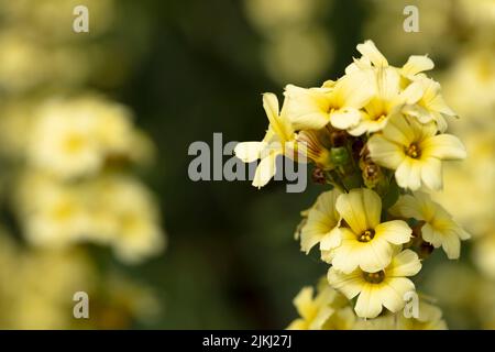Natural garden plant portrait of Sisyrinchium striatum, yellow Mexican satin flower, in close up Stock Photo