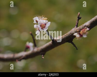 A shallow focus of Apricot buds on twigs with a blurry background Stock Photo