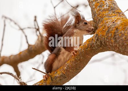 A closeup of an adorable squirrel sitting on the mossy tree branch Stock Photo