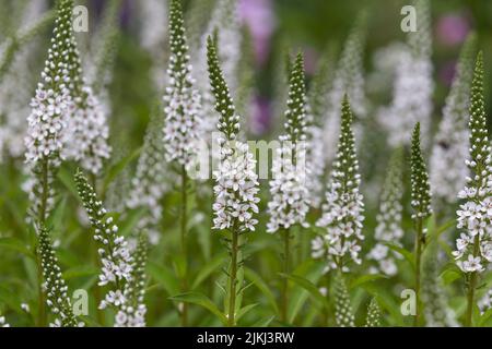White Gooseneck Loosestrife in flower. Stock Photo