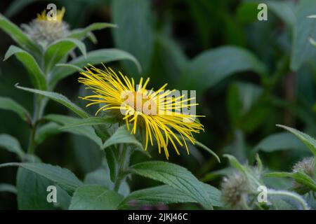 A single Inula Hookeri flower amongst foliage. Stock Photo