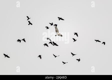 A low angle shot of flying group of short-toed snake eagle (Circaetus gallicus) and black eagles Stock Photo
