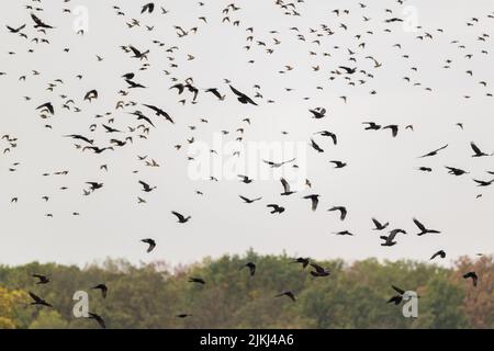A low angle shot of flying group of short-toed snake eagle (Circaetus gallicus) and black eagles Stock Photo