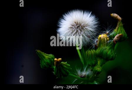 A selective focus shot of a dandelion flower and buds blooming in the garden on a black background Stock Photo