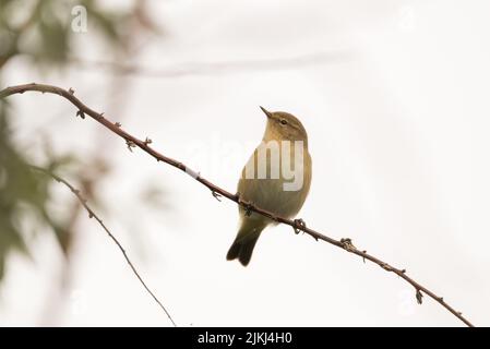 A close up shot of a  common chiffchaff (Phylloscopus collybita) on a branch tree Stock Photo
