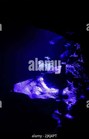 A scenic inside view of the Shuanghedong Caves with colorful lights, Wenquan, Suiyang County, Guizhou Province, China Stock Photo