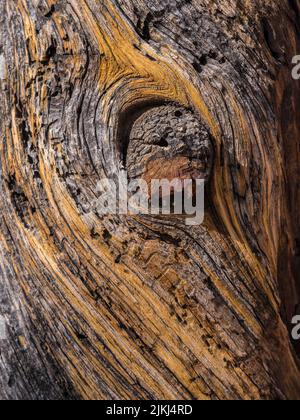 Old Tree Trunk Stock Photo