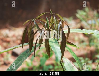 A closeup shot of a mango tree growing in the garden under the sunlight Stock Photo