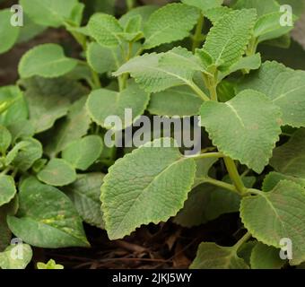 A closeup shot of the Country borage or Mexican mint growing in the garden under the sunlight Stock Photo