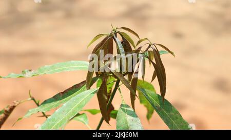 A closeup shot of a mango tree growing in the garden under the sunlight Stock Photo