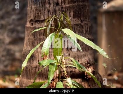 A close-up shot of a mango tree sprout growing in the garden. Stock Photo