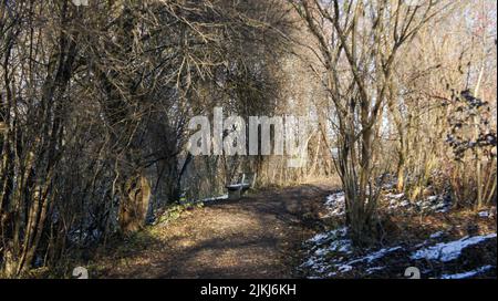 A walking path in the foliage partly covered in snow between some leafless trees in the daytime. Stock Photo