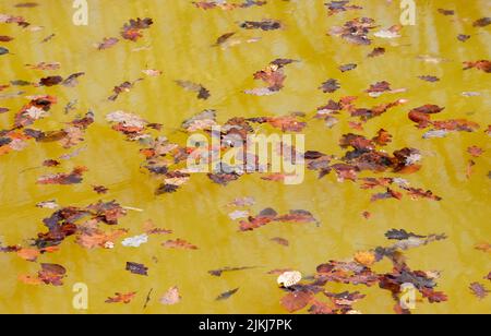 A photo of fallen and crimson autumn leaves on water Stock Photo