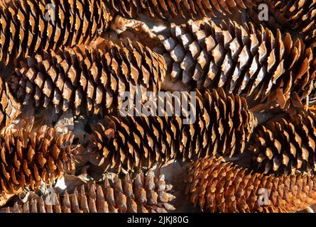 A closeup shot of pine cones on the ground Stock Photo