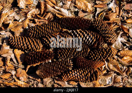 A closeup shot of dry autumn leaves and pine cones on the ground Stock Photo