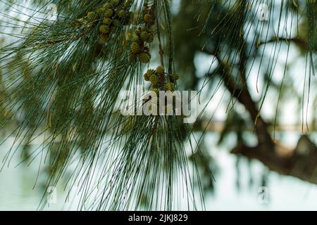 Small Acorns growing on a Pine tree branch Stock Photo