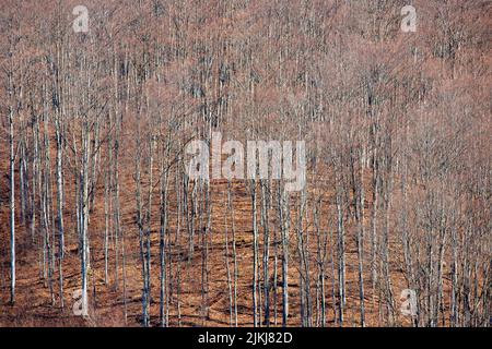 A photo of a beech forest without leaves seen from above Stock Photo