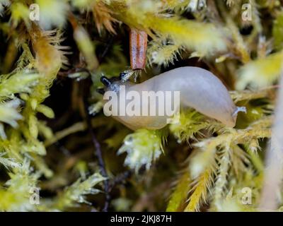 Closeup shot of a slug on a tree bark Stock Photo - Alamy