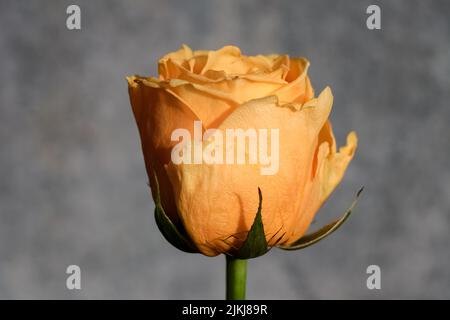 Yellow Rose isolated on grey background. close up. macro Stock Photo