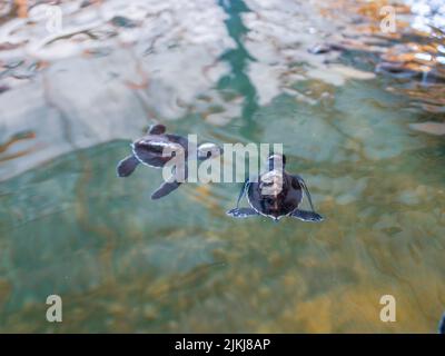 The sea turtles swimming in the water. The Sea Turtle Preservation Society Stock Photo