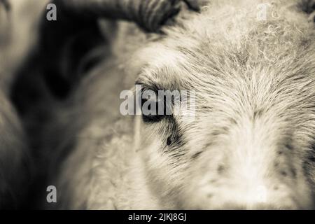 A Grayscale closeup shot of an Icelandic sheep's face in Iceland on the farm Stock Photo