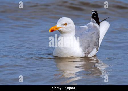 European herring gull (Larus argentatus) swimming along the North Sea coast in summer Stock Photo