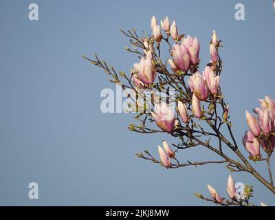A beautiful view of magnolia liliiflora flowers blooming on the tree against blue sky in bright sunlight Stock Photo
