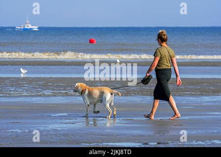 Female dog owner / woman walking barefoot with Labrador Retriever on a lead / leash on sandy beach along the North Sea coast in summer Stock Photo