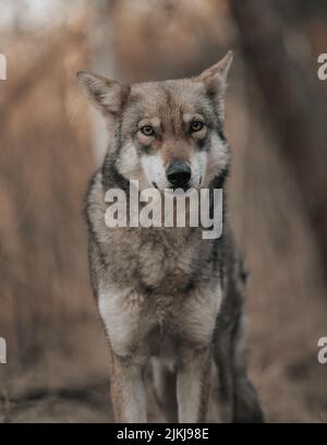 A closeup of Saarloos Wolfdog Stock Photo