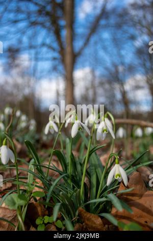 A vertical closeup of tiny white Snowdrops growing on the ground among fallen leaves Stock Photo